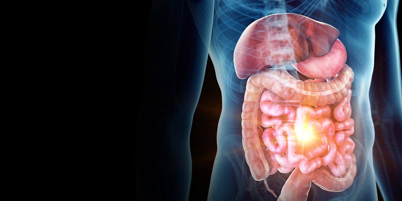 Digestive System Illustration
